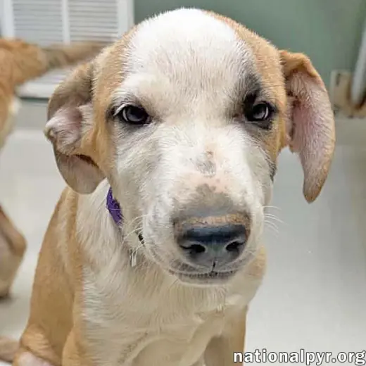 Pleekly in TN - Gives Sweet Kisses!