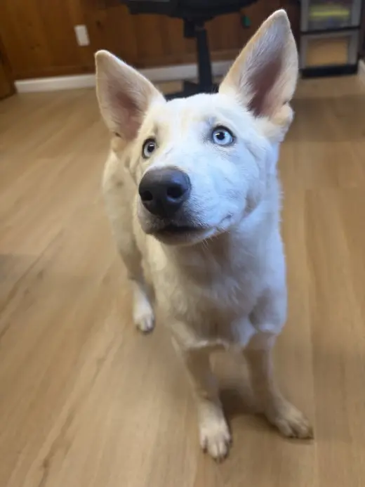 Ailynn