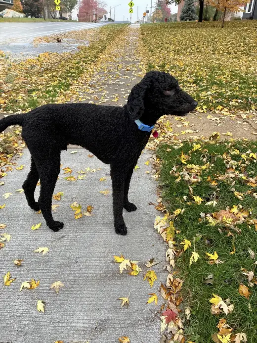 Milo