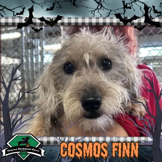 Cosmos Finn