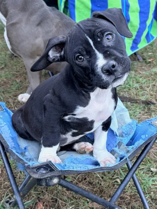 Otis