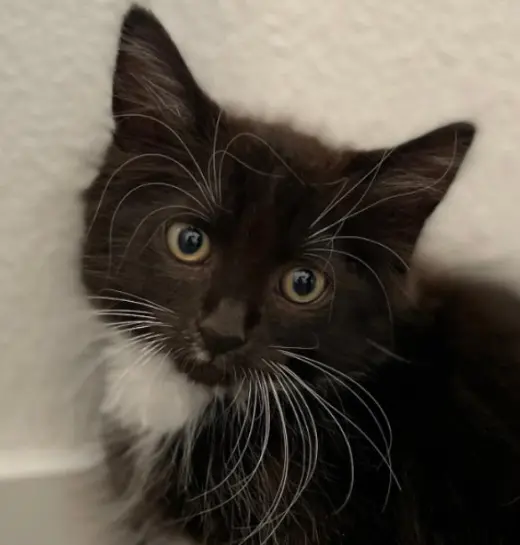 Gus