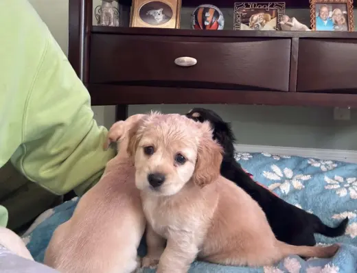CockaChi Bs : Bailey