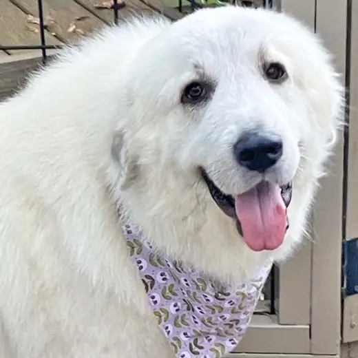 Opal in NC - Loves Snuggles On The Sofa!