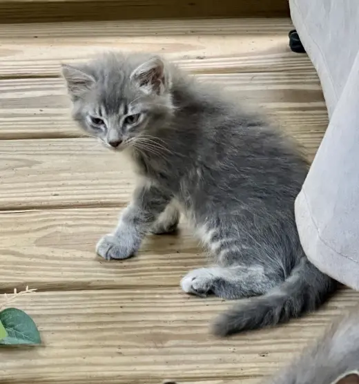 Jade