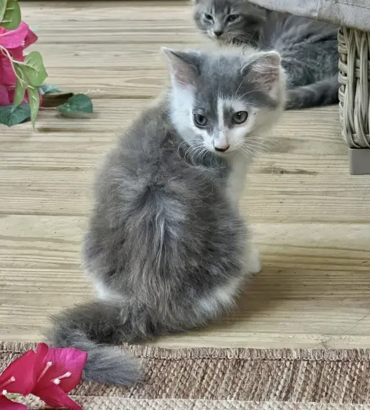 Juno