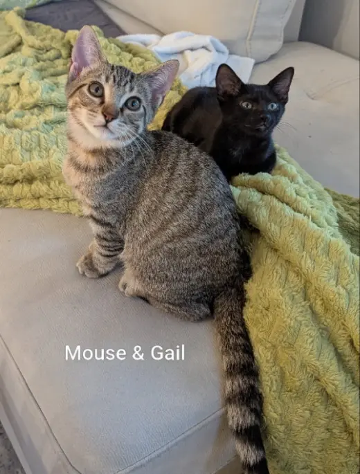 Mouse