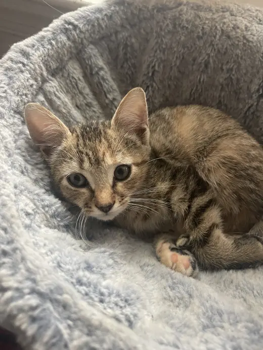 Zoe