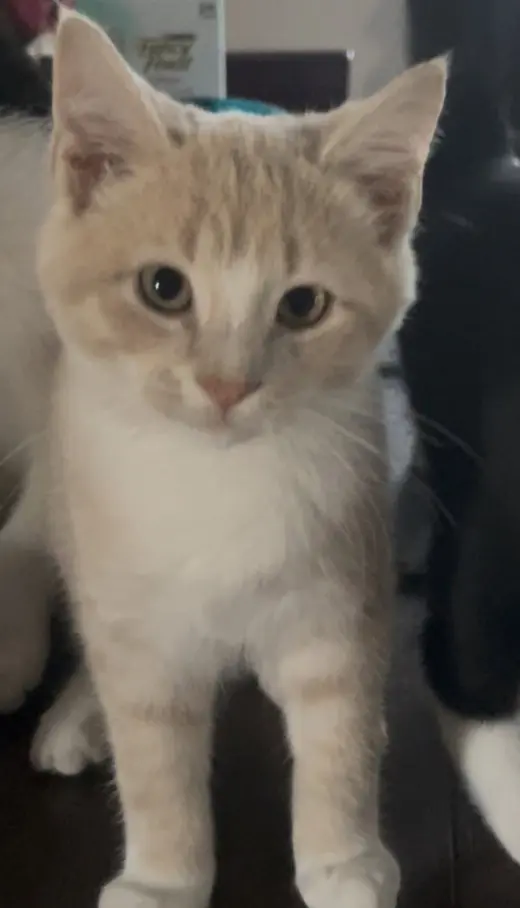 Elmo