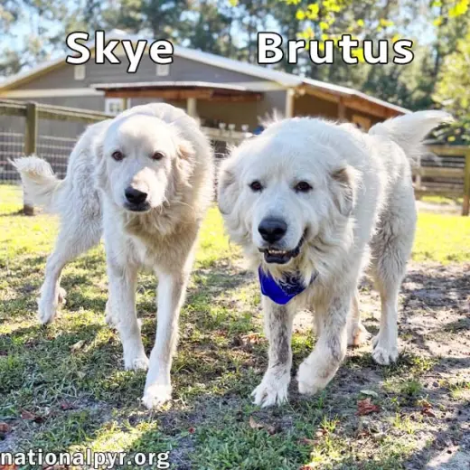Brutus & Skye in GA - Gentle & Sweet Couple!