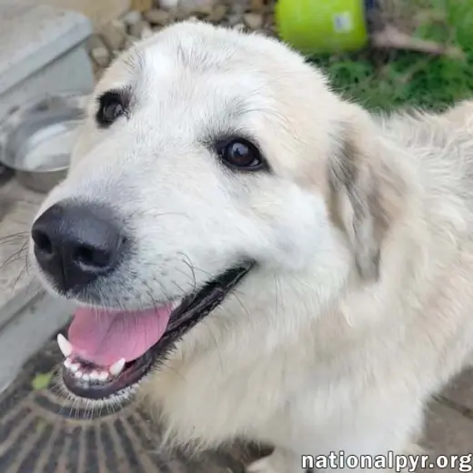 Kenzi in IN - Loves Playing With Other Dogs!