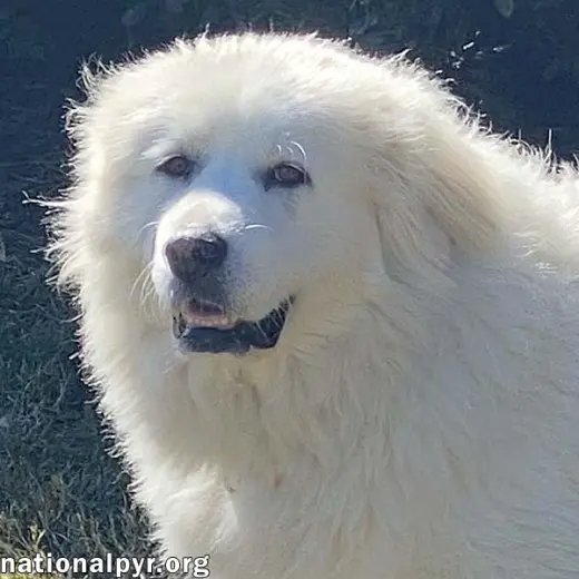 Princess in TN - Loves Belly Rubs!