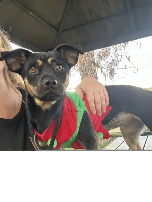 Canela