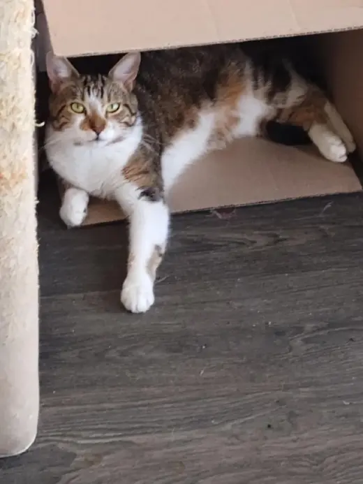 Ali