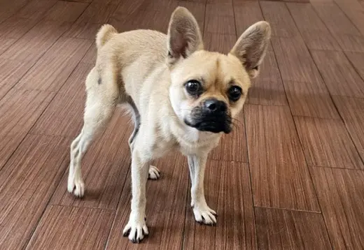 GUSTAVO