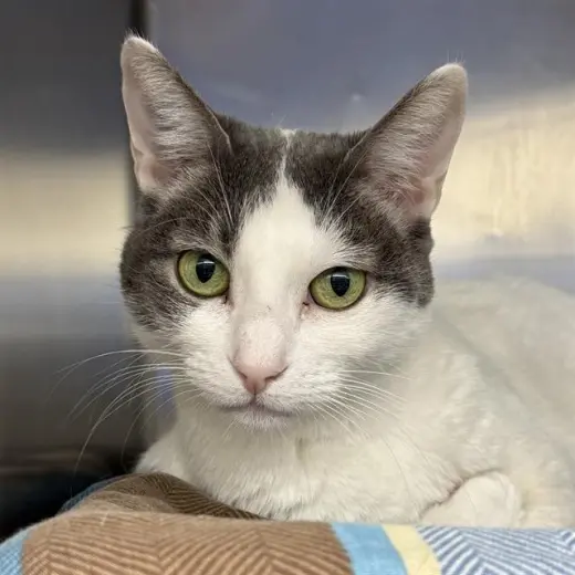 TINA