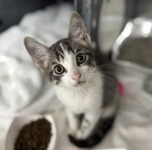 PURRLOCK HOLMES