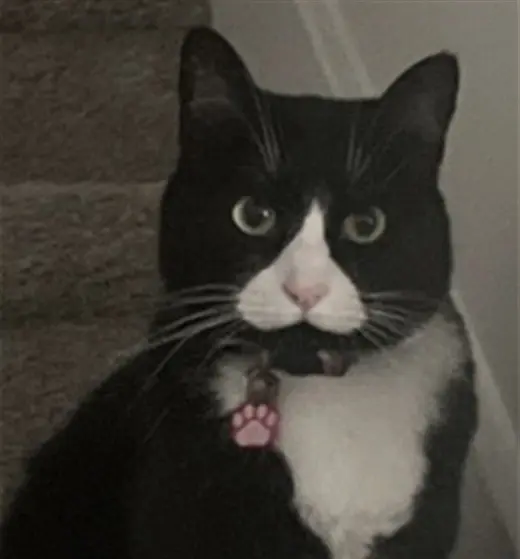 PETUNIA