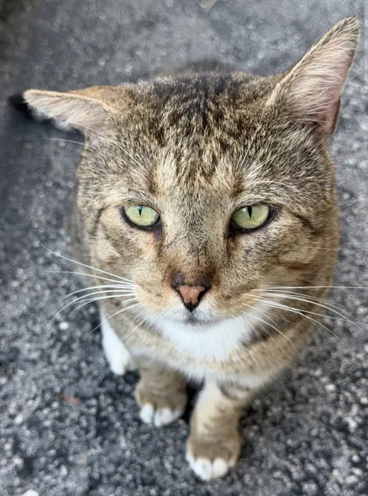 Ringo