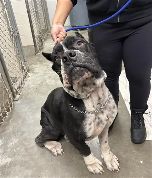 GOLIATH