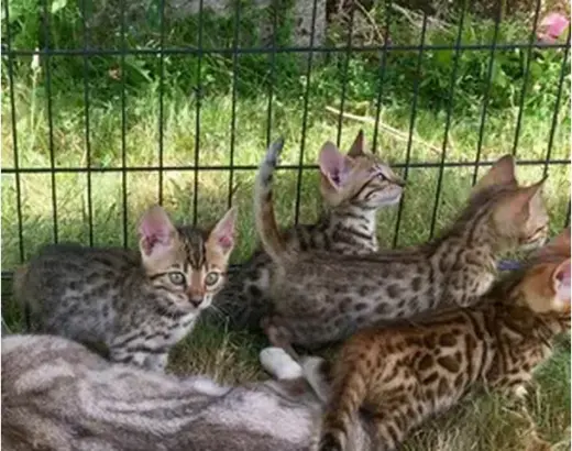 Gatitos Bengalí Exóticos