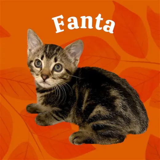 *FANTA