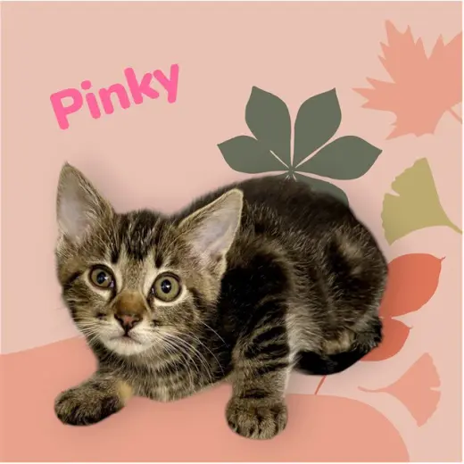 *PINKY