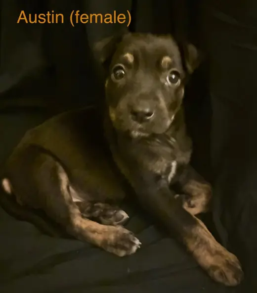 Austin - The Campus Crew Litter