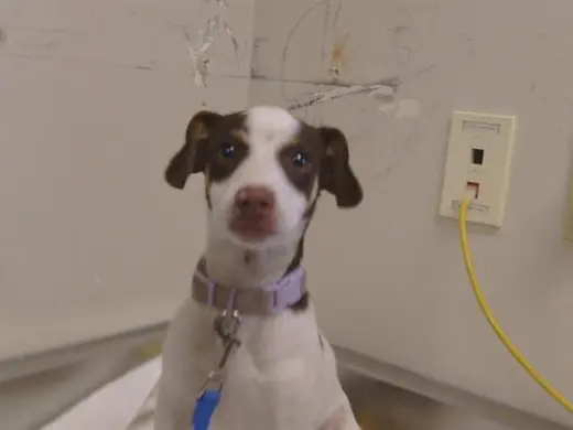 *JET