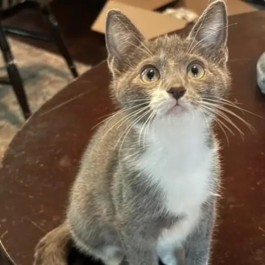 PENNY