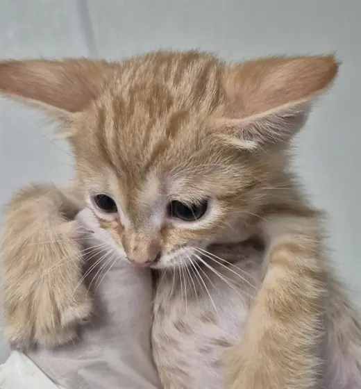 GARFIELD