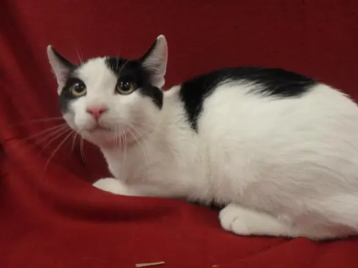 CHONKY