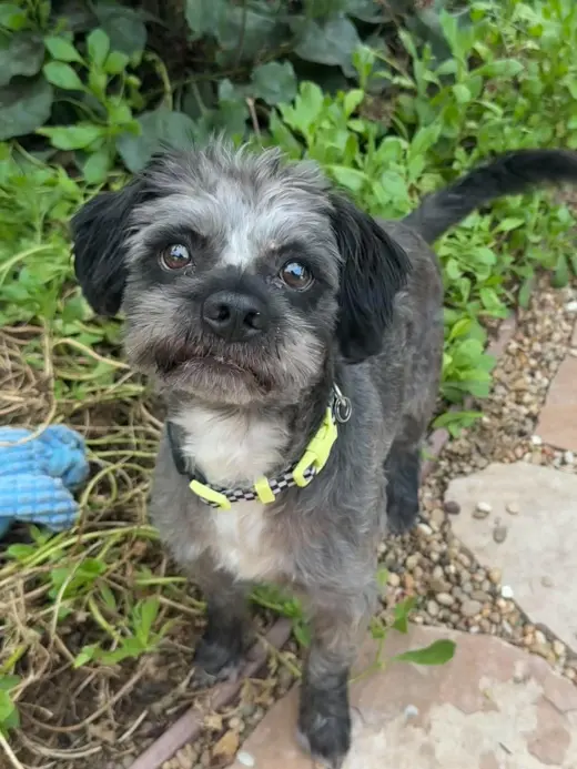 Oscar