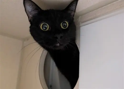 ELVIRA
