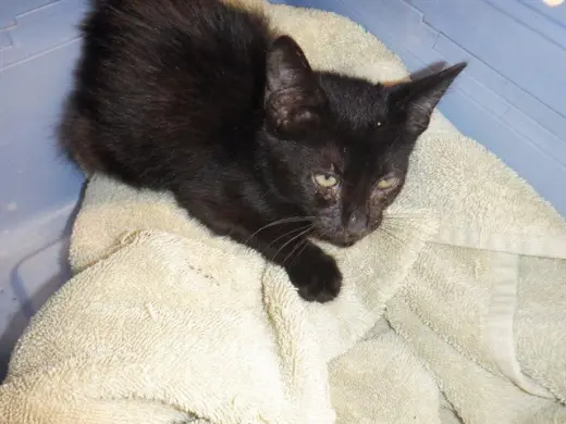VADER
