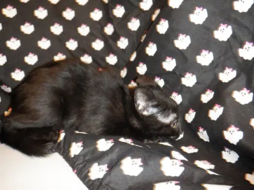 LICORICE