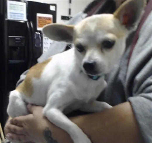 PEANUT