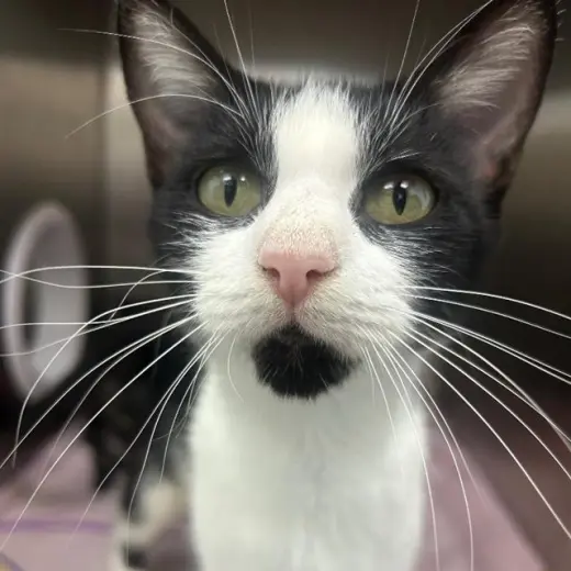 LULU