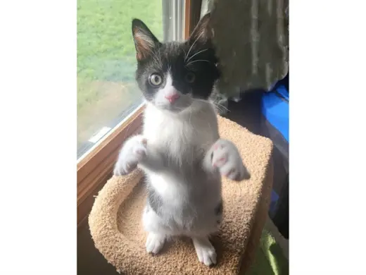 SYLVESTER