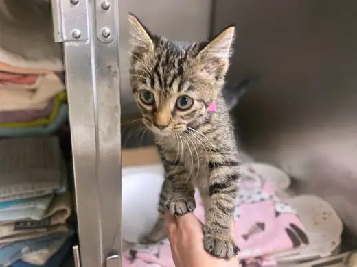 KIT