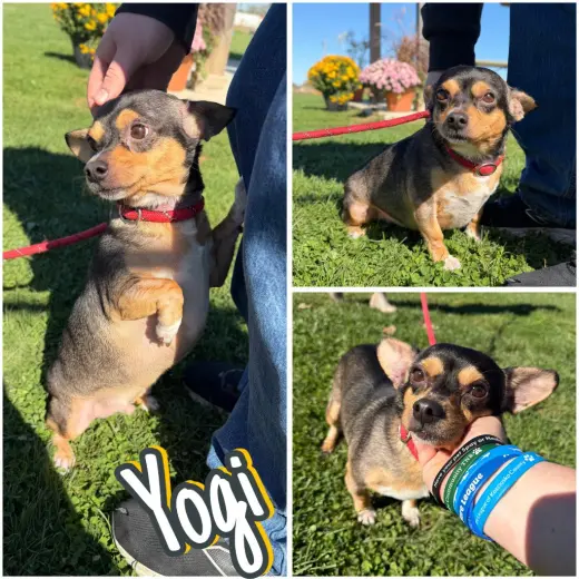 Yogi
