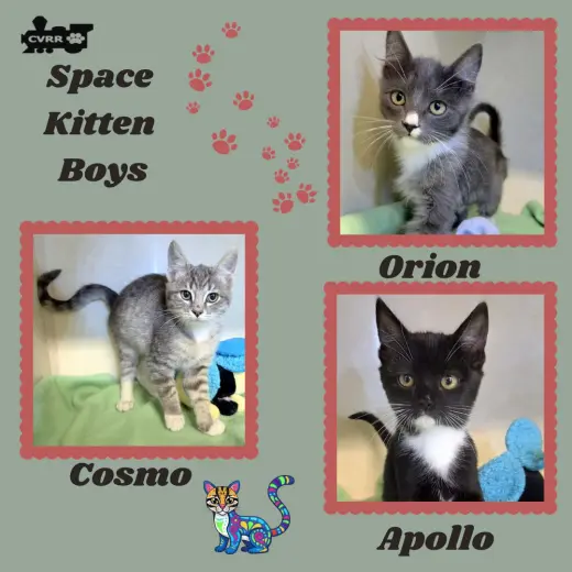 Space Boys (Kitten)