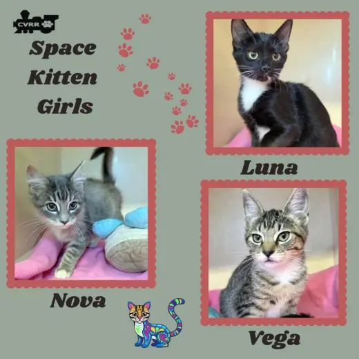 Space Girls (Kitten)
