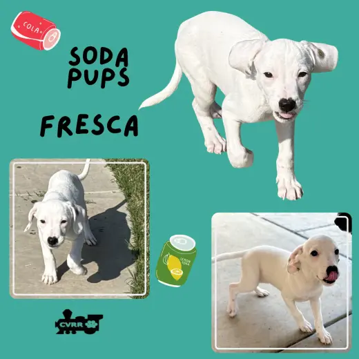 Fresca (Puppy)