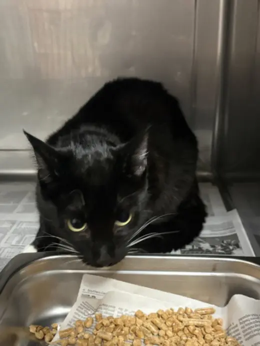 VELVET