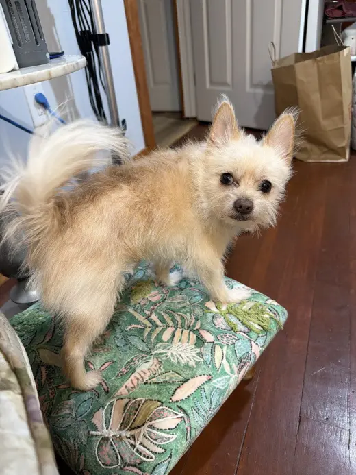 Odie (NY)