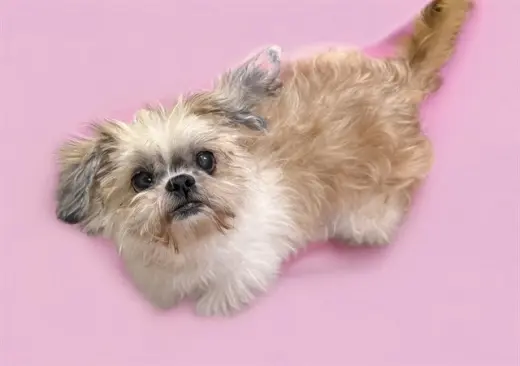 CICI