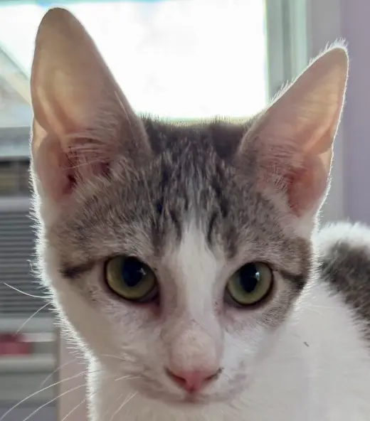 Penelope
