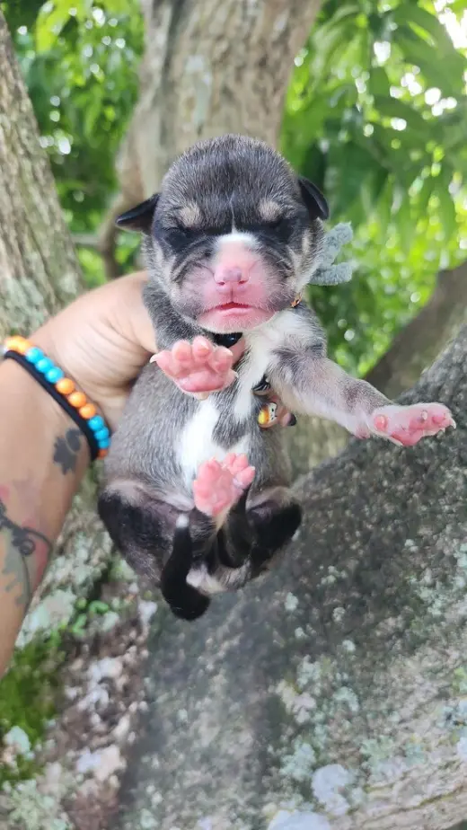 Luca