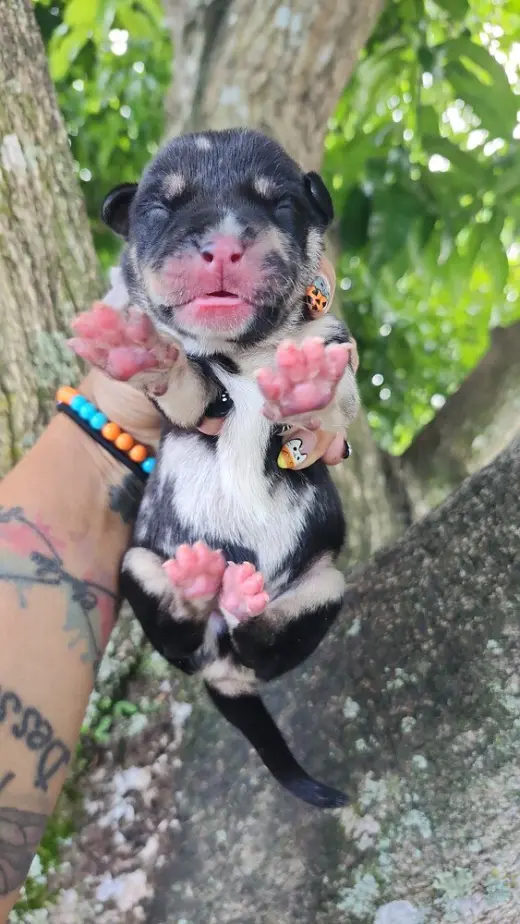 Vito